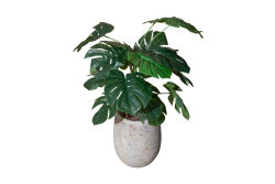 TH085001-A YEŞİL MONSTERA YAPAY AĞAÇ 85 CM - (759TUF000047) - 2
