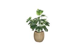 YAPAY AĞAÇ - TH085002-A BEYAZ RENKLİ MONSTERA YAPAY AĞAÇ 80CM(759TUF000080)