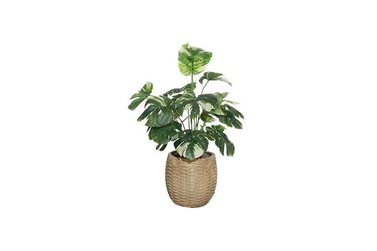 TH085002-A BEYAZ RENKLİ MONSTERA YAPAY AĞAÇ 80CM(759TUF000080)