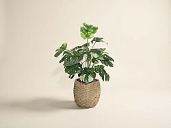 TH085002-A BEYAZ RENKLİ MONSTERA YAPAY AĞAÇ 80CM(759TUF000080) - YAPAY AĞAÇ