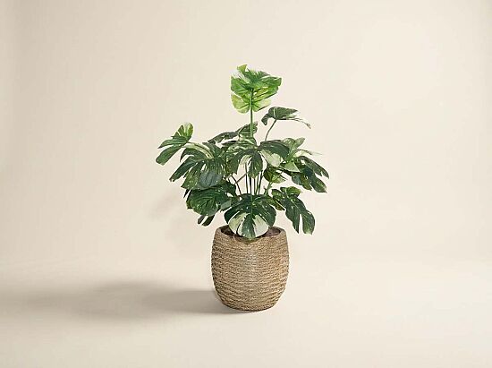 TH085002-A BEYAZ RENKLİ MONSTERA YAPAY AĞAÇ 80CM(759TUF000080) - 1