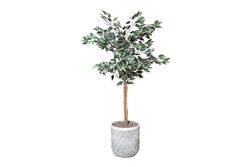 YAPAY AĞAÇ - TH218031 3 KÖK FIKUS YAPAY AGAC 145CM(759TUF000038)