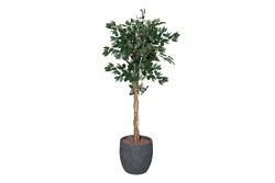 YAPAY AĞAÇ - TH218032 3 KÖK FIKUS YAPAY AGAC 200CM(759TUF000046)