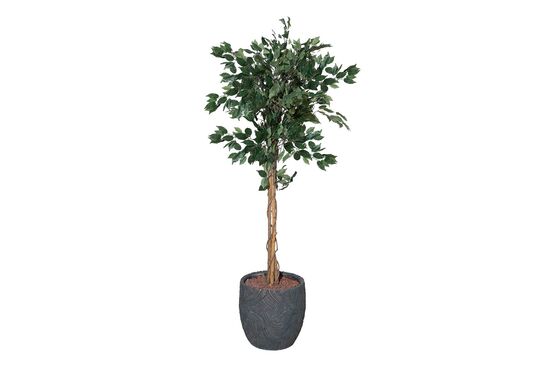 TH218032 3 KÖK FIKUS YAPAY AGAC 200CM(759TUF000046)