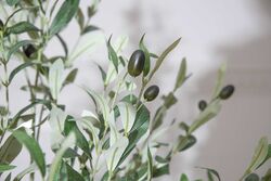 TH218101 36 FRUITS OLIVE ARTIFICIAL TREE 165CM(759TUF000056) - Thumbnail