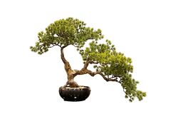 YAPAY AĞAÇ - YAPAY BONSAI AGAC 40cm ( TH106282 )
