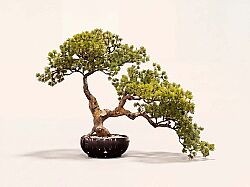 YAPAY BONSAI AGAC 40cm ( TH106282 ) - YAPAY AĞAÇ
