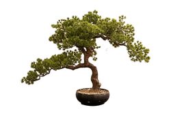 YAPAY AĞAÇ - YAPAY BONSAI AGAC 56cm ( TH106289 )