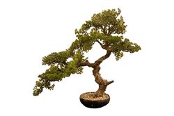 YAPAY AĞAÇ - YAPAY BONSAI AGAC 78cm (TH106271 )