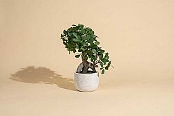 Yapay Fikus Ağacı Bonsai 37 cm ( TH873008-A) - KERVAN