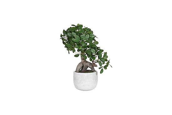 Yapay Fikus Ağacı Bonsai 37 cm ( TH873008-A) - 2