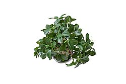 Yapay Fikus Ağacı Bonsai 37 cm ( TH873008-A) - 3