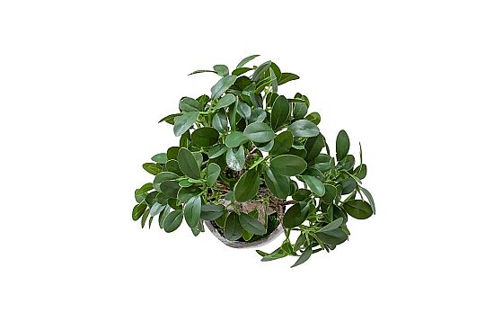 Yapay Fikus Ağacı Bonsai 37 cm ( TH873008-A) - 3