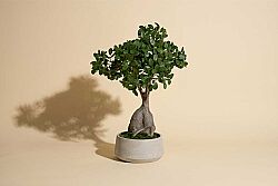 Yapay Fikus Ağacı Bonsai 58 cm (TH873002-A) - KERVAN